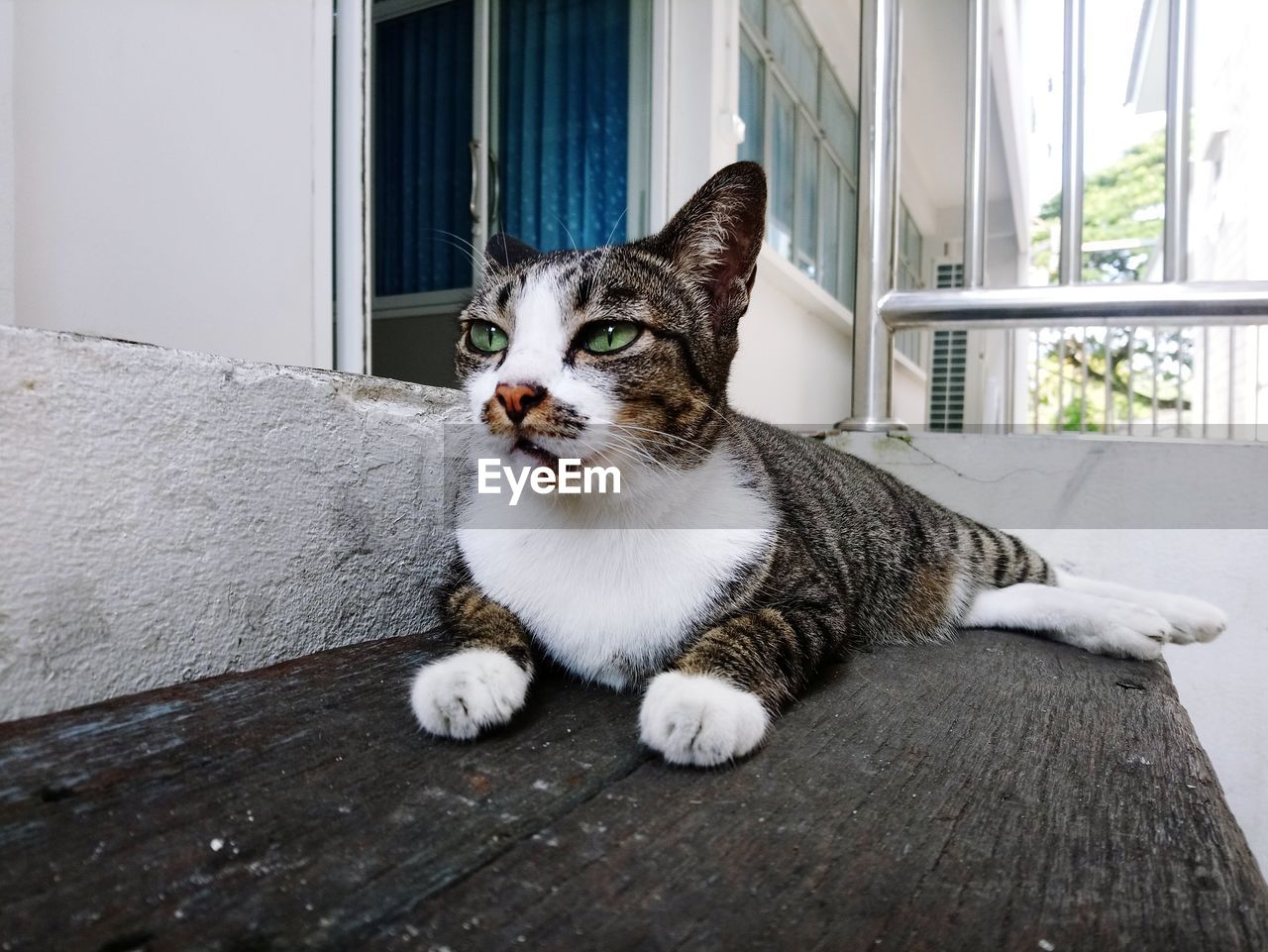 PORTRAIT OF A CAT ON FLOOR