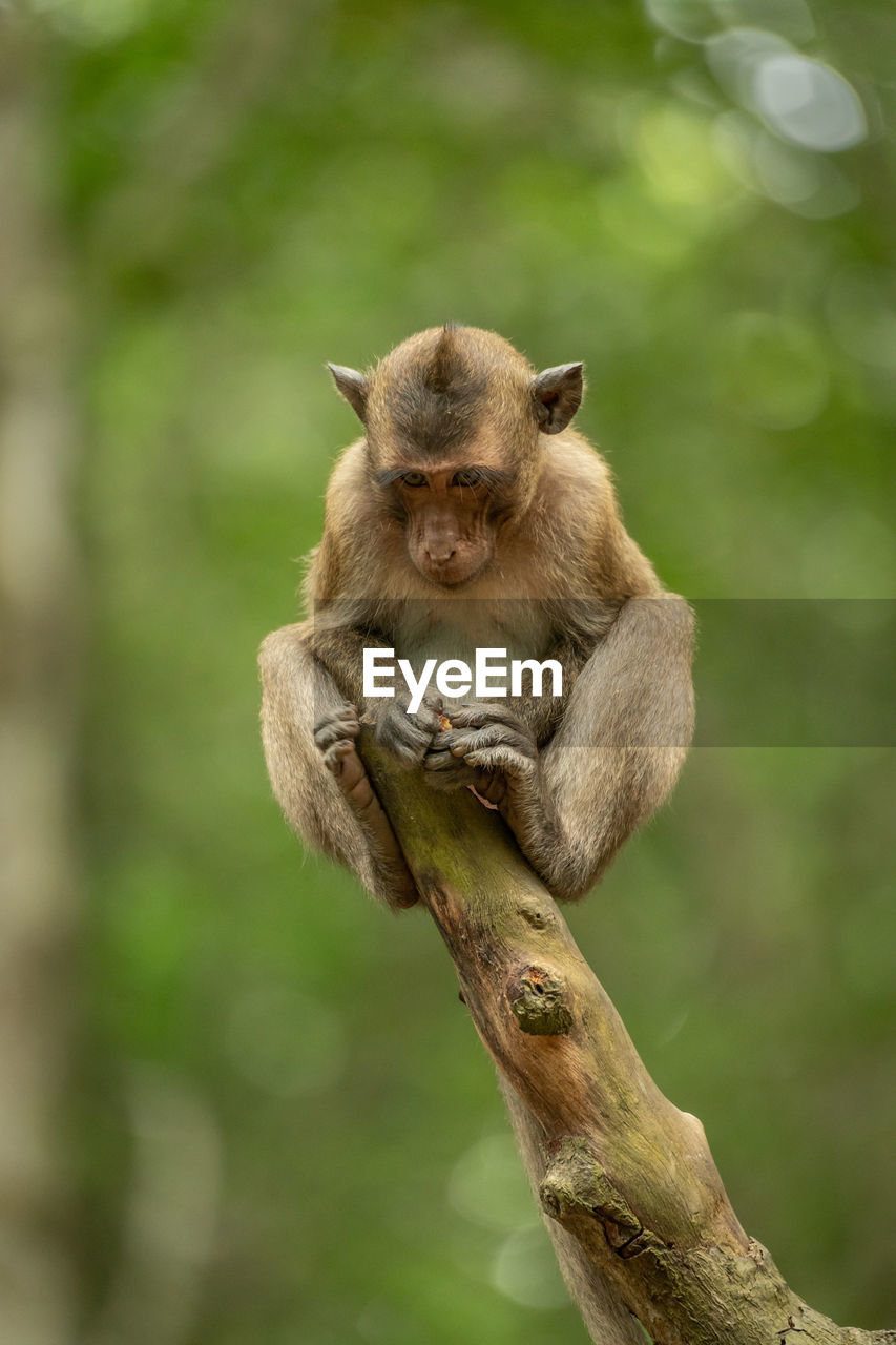 Baby long-tailed macaque on stump looking down