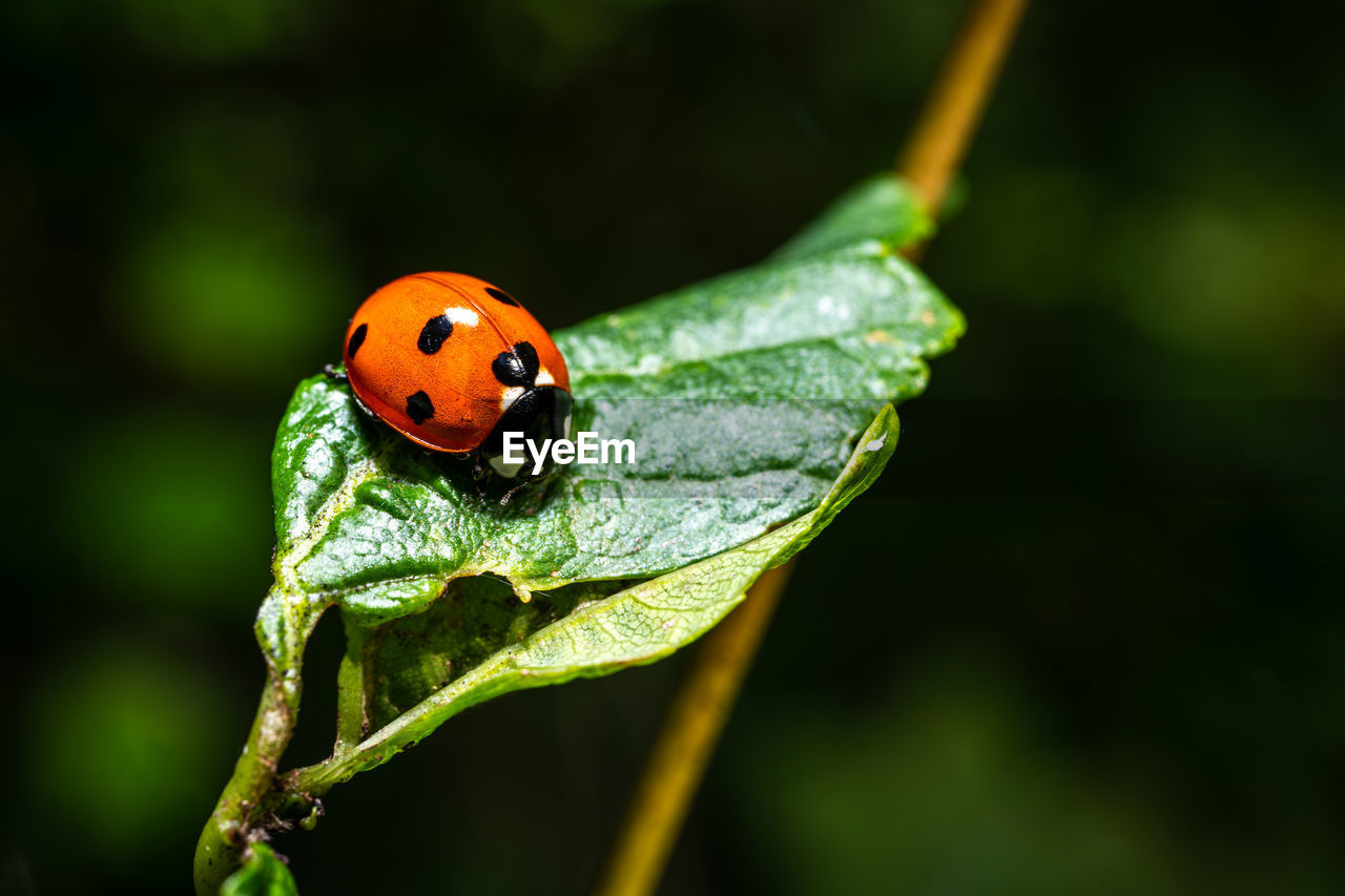 high angle view of ladybug on leaf