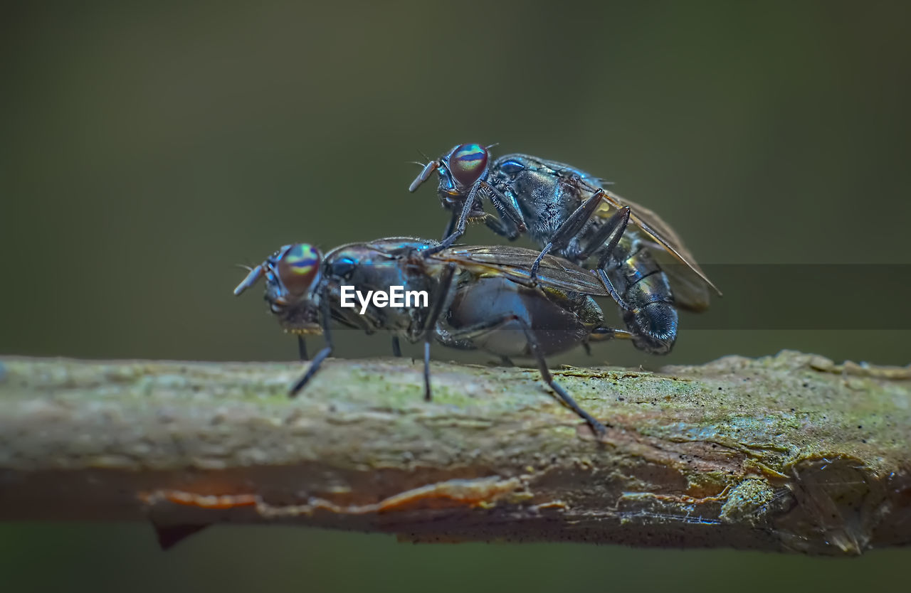 CLOSE UP OF FLY