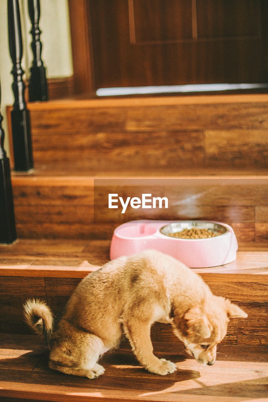 Close-up of dog sitting on steps at home