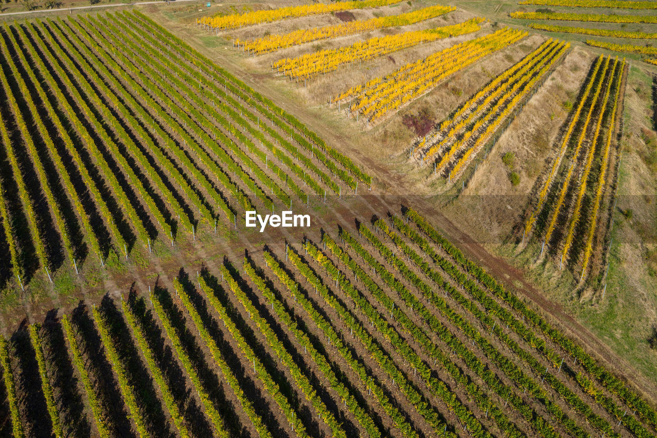 High angle view of vineyard