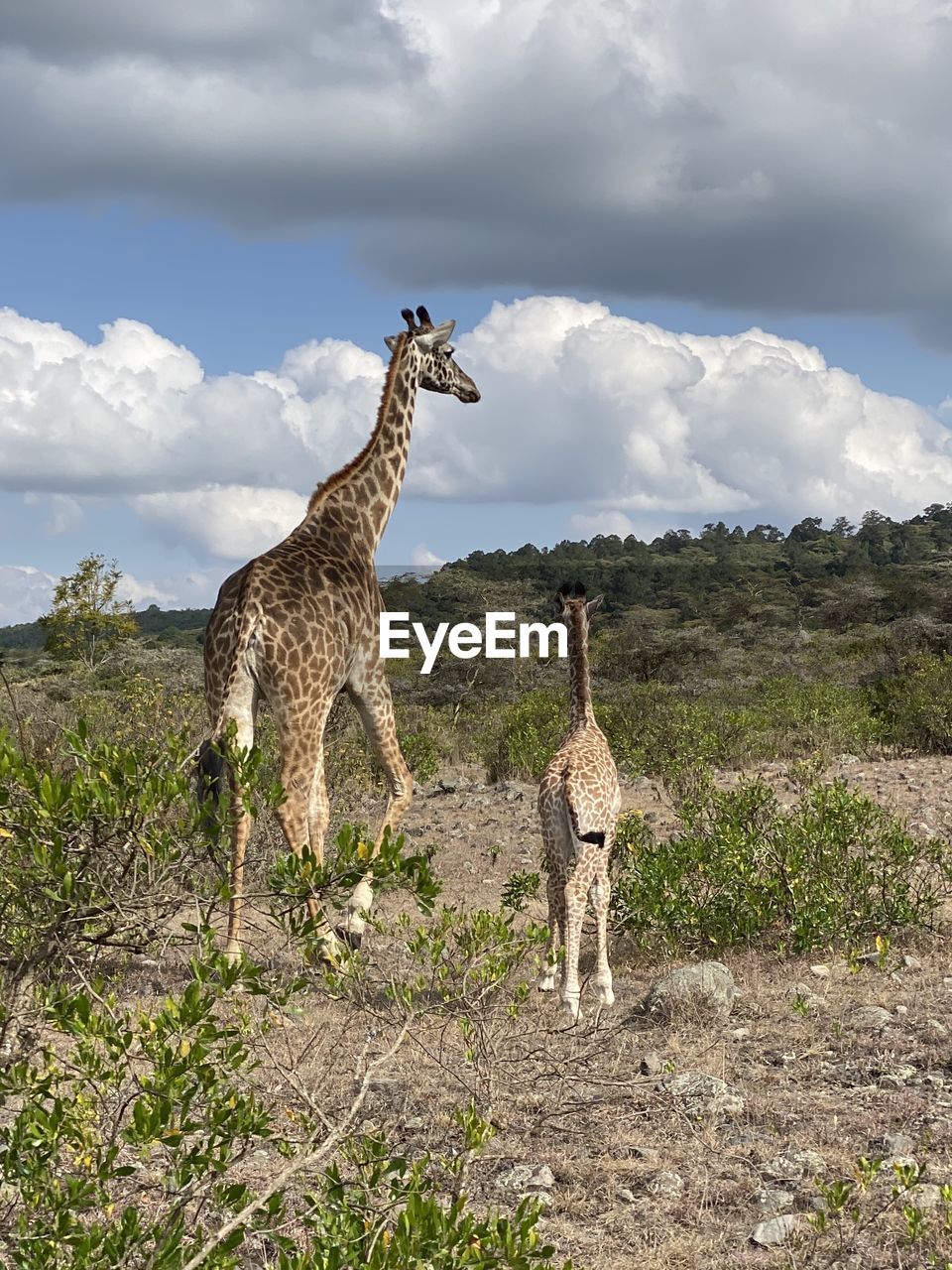 GIRAFFE STANDING ON FIELD