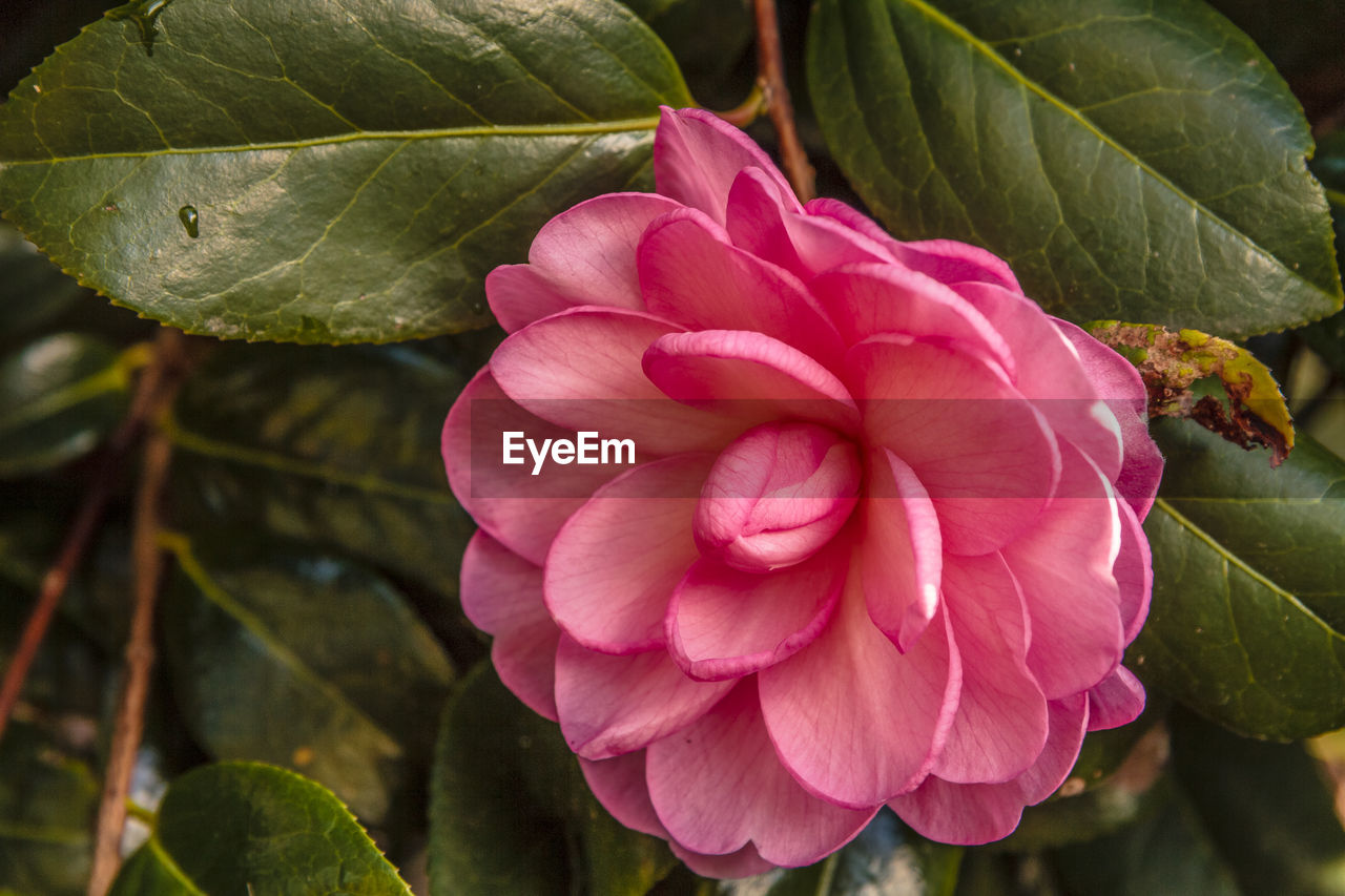 MACRO SHOT OF PINK FLOWER