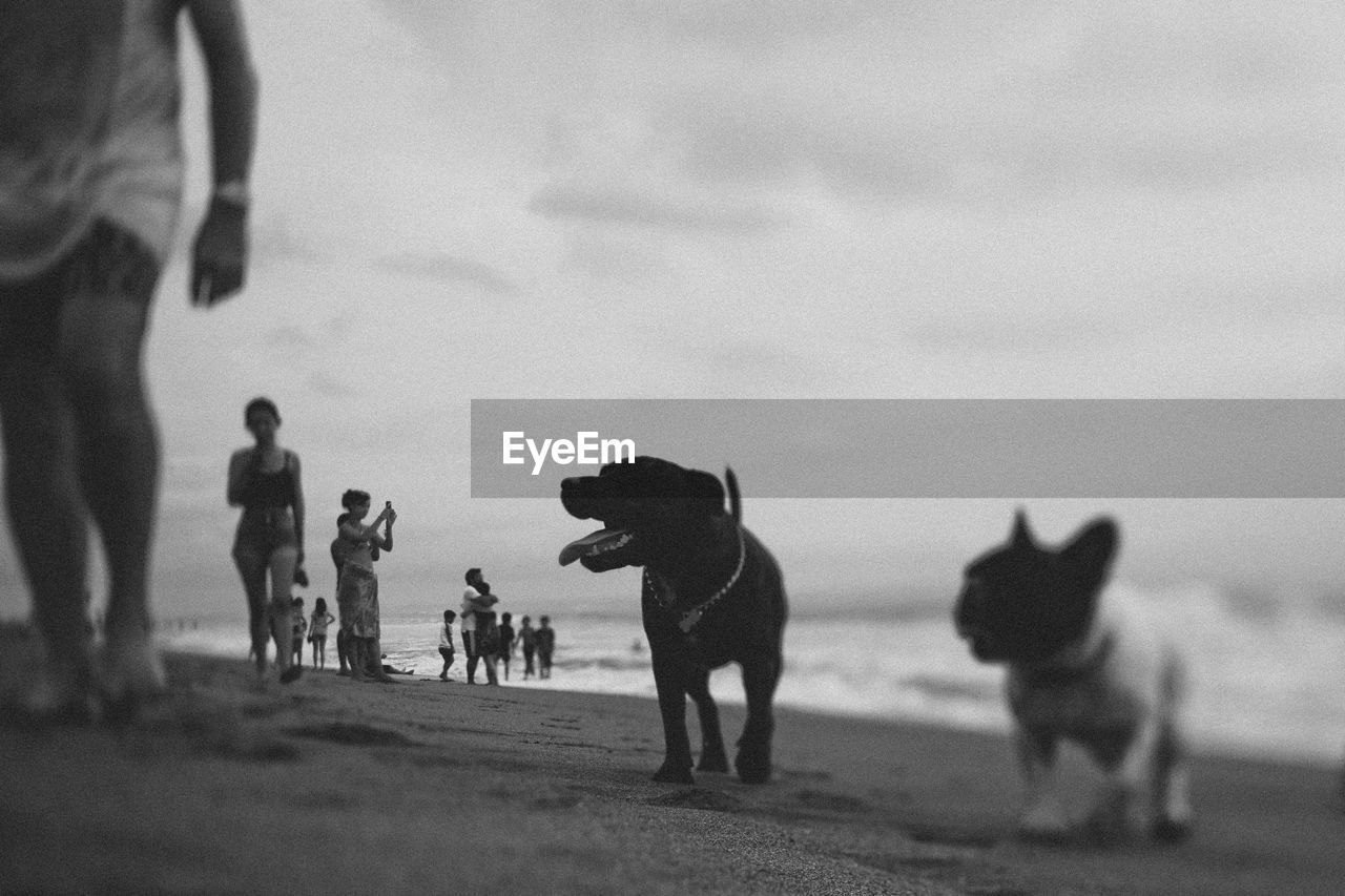 Dogs by man at beach against sky