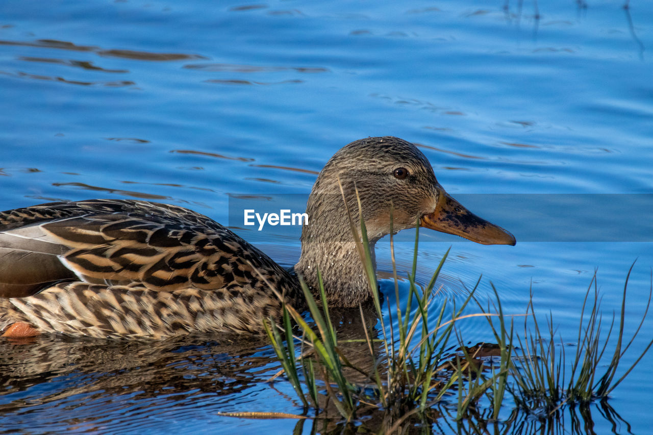 HIGH ANGLE VIEW OF A MALLARD DUCK SWIMMING IN LAKE