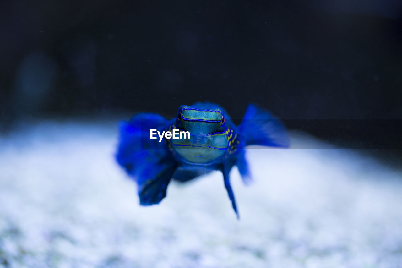 Close-up of blue fish in water