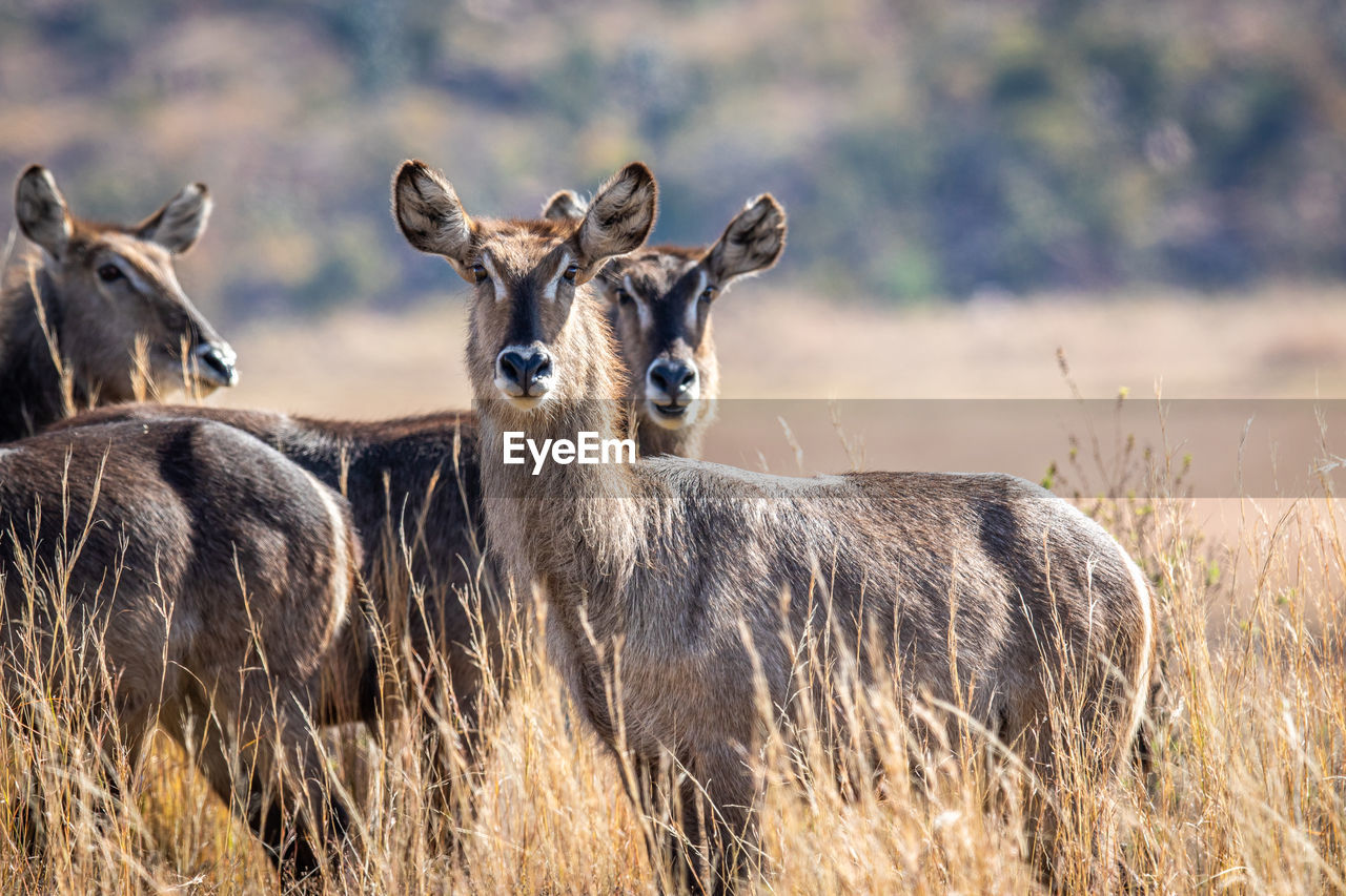 PORTRAIT OF DEER