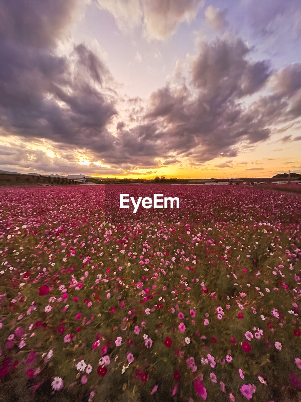 sky, plant, flower, landscape, beauty in nature, flowering plant, environment, cloud, nature, land, freshness, sunset, field, scenics - nature, rural scene, agriculture, red, multi colored, no people, sunlight, horizon, purple, growth, pink, dramatic sky, tranquility, fragility, horizon over land, summer, idyllic, vibrant color, abundance, tranquil scene, dusk, outdoors, sun, springtime, urban skyline, wildflower, grass, crop, meadow, flowerbed, backgrounds, plain, petal, flower head, cloudscape, sunbeam, non-urban scene, blue, twilight, tree, back lit, in a row, inflorescence, yellow, travel, day, water, gold, plant part, poppy