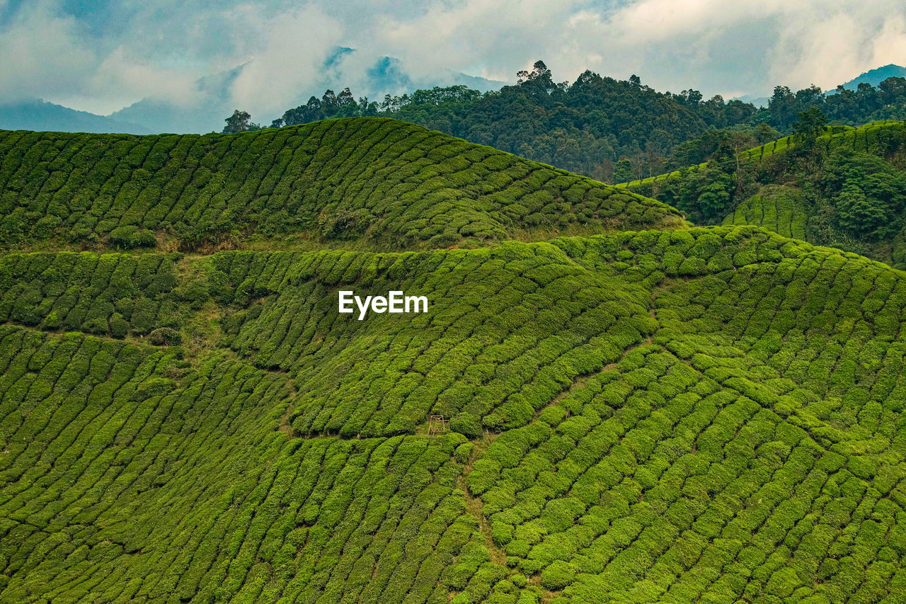 Scenic view of farm against sky