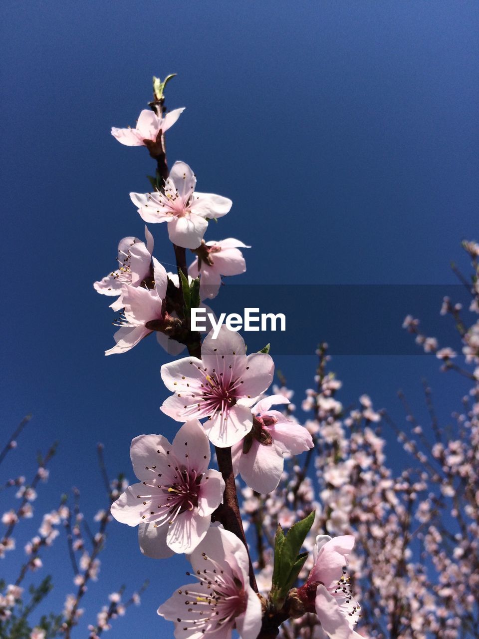 Low angle view of magnolia blossoms in spring against clear sky