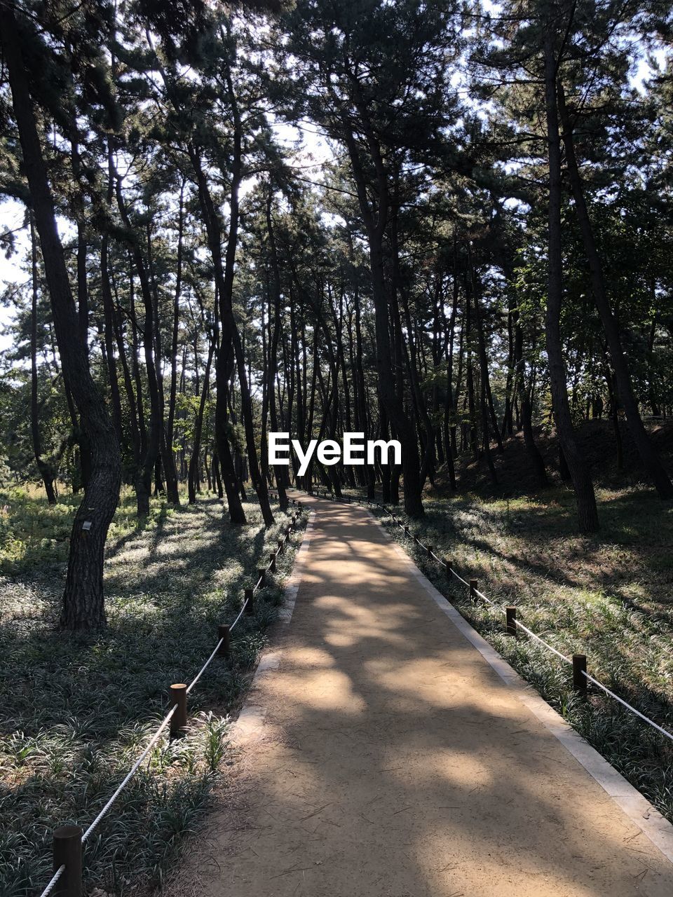 Footpath amidst trees in forest