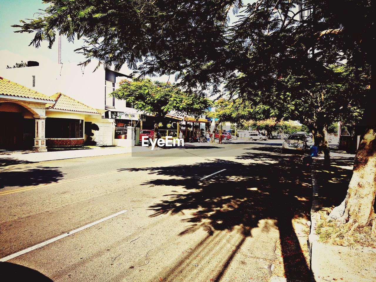 VIEW OF TREES IN CITY