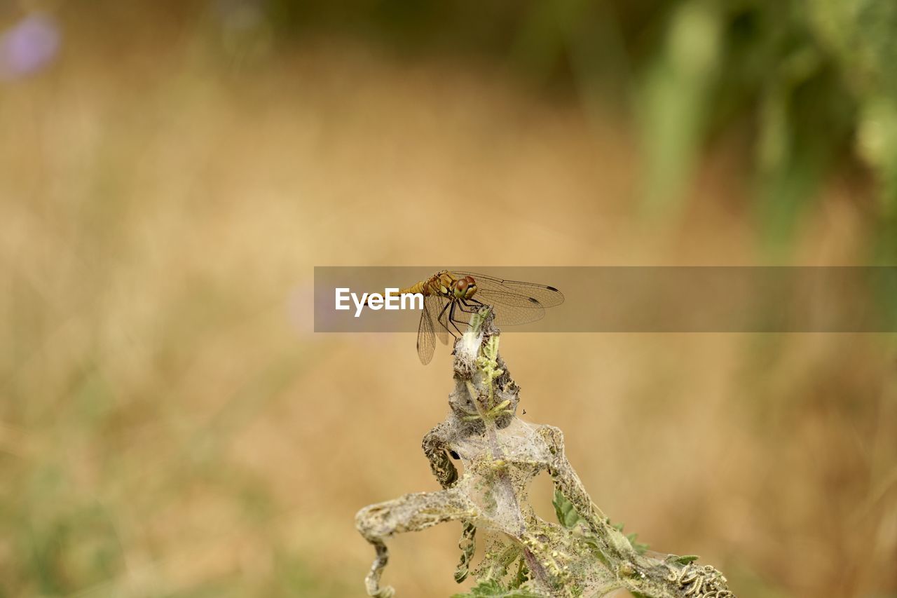 animal themes, animal, animal wildlife, wildlife, one animal, insect, focus on foreground, nature, dragonfly, plant, animal wing, macro photography, no people, close-up, bird, beauty in nature, outdoors, dragonflies and damseflies, animal body part, day, tree, perching, selective focus, environment