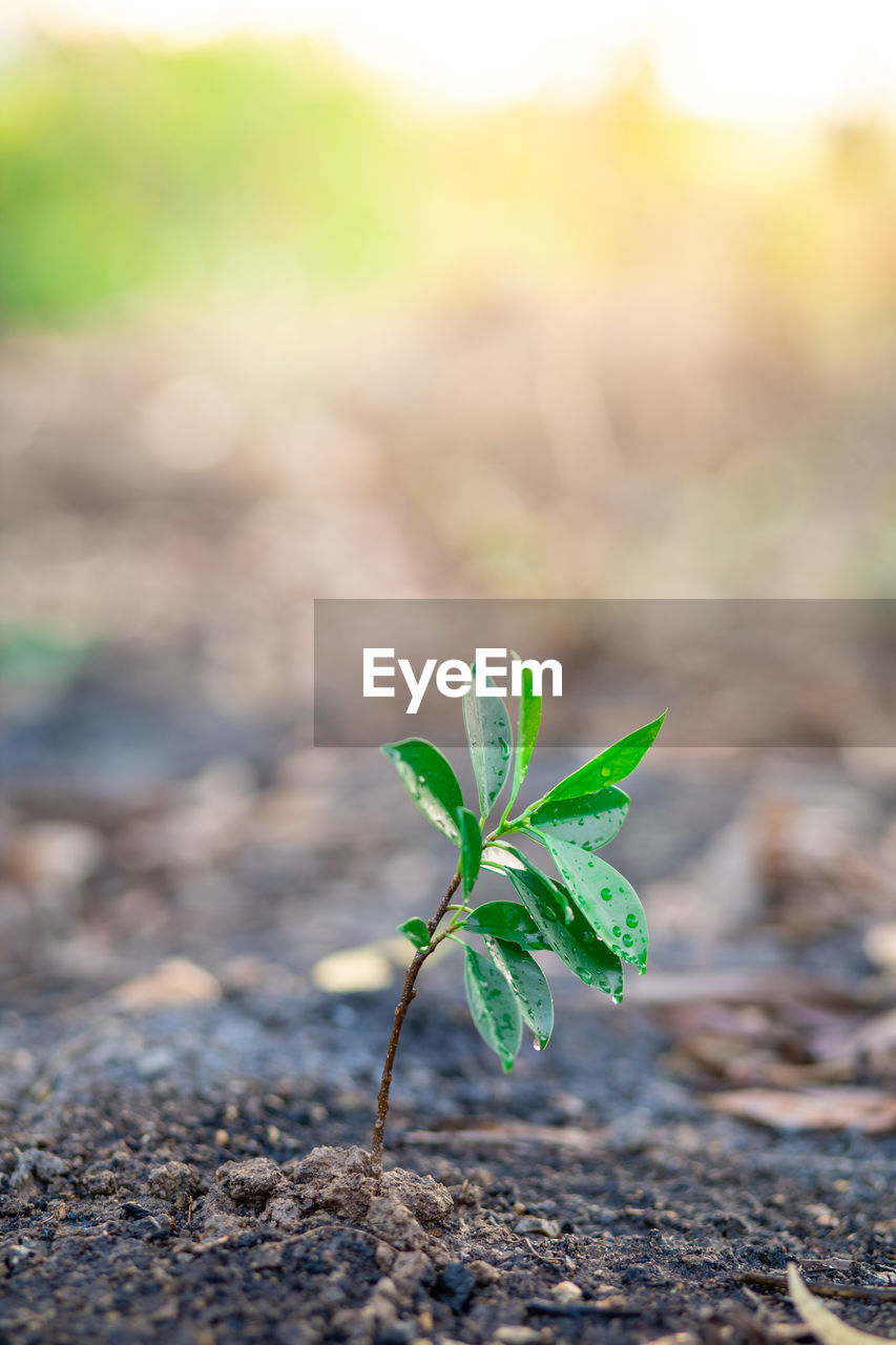 Close-up of small plant growing on field