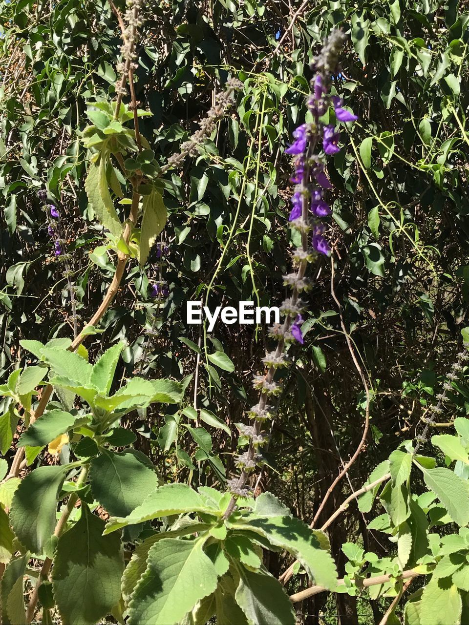 CLOSE-UP OF PLANTS GROWING OUTDOORS