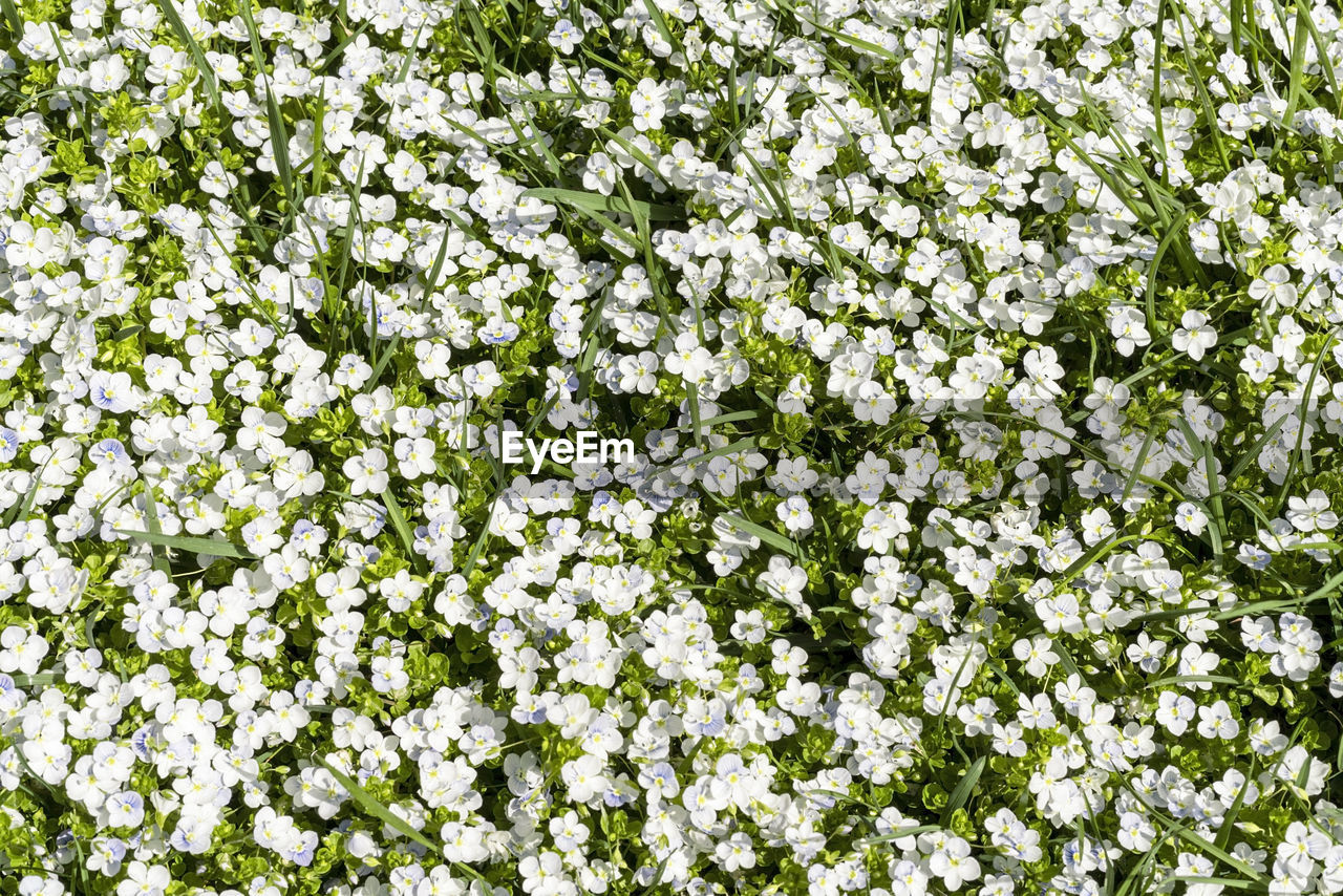 plant, flower, flowering plant, beauty in nature, growth, freshness, white, fragility, nature, full frame, no people, day, backgrounds, springtime, green, field, outdoors, flower head, blossom, land, inflorescence, petal, meadow, high angle view, abundance, botany, tranquility, close-up, cow parsley, herb, wildflower