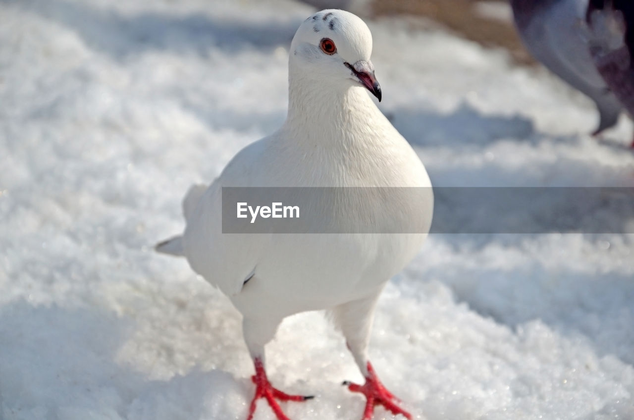 CLOSE-UP OF SEAGULL