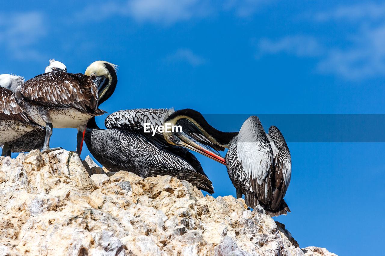 Low angle view of pelicans perching on rock against blue sky