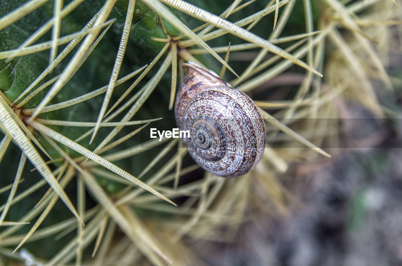 Close-up of snail on plant