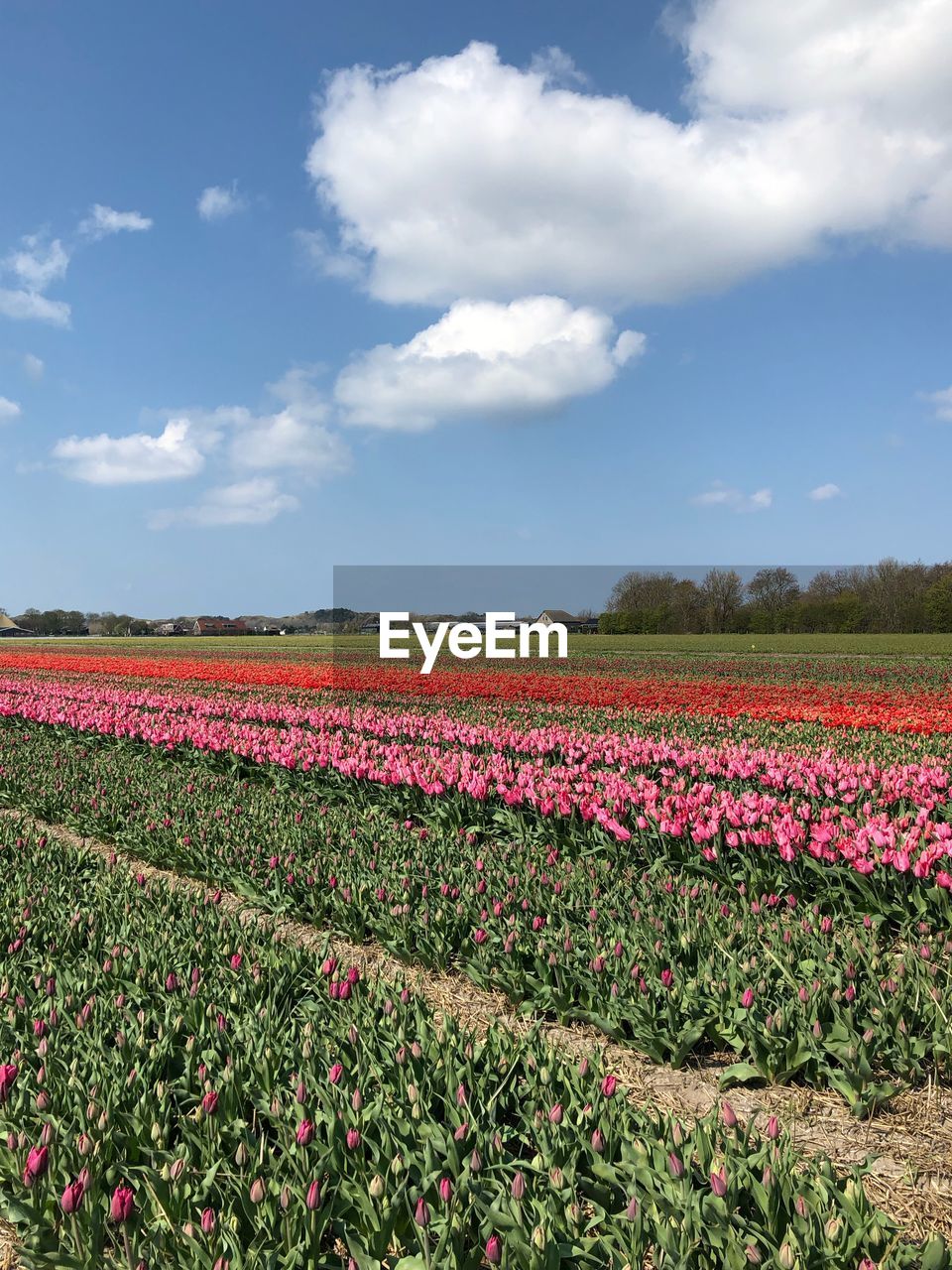 SCENIC VIEW OF FLOWERING PLANTS ON LAND AGAINST SKY
