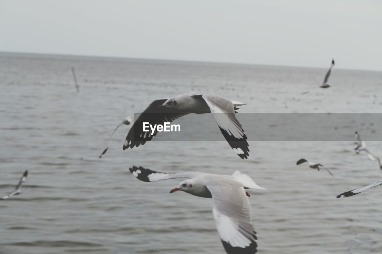 SEAGULLS FLYING OVER SEA AGAINST SKY