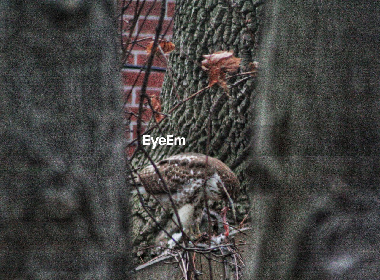 CLOSE-UP OF BIRD ON TREE