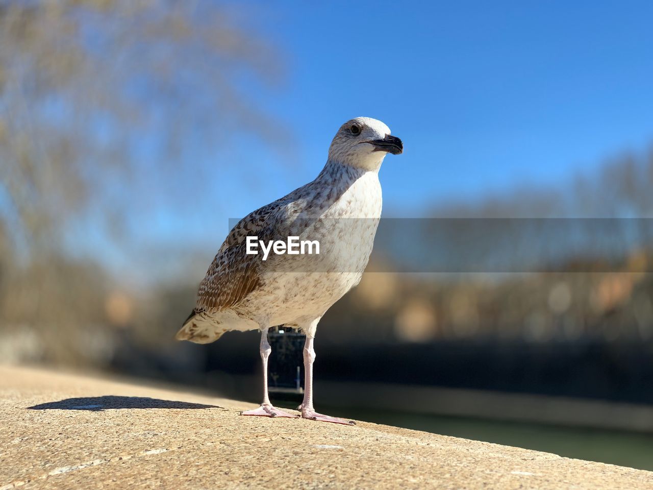 SEAGULL PERCHING ON RETAINING WALL