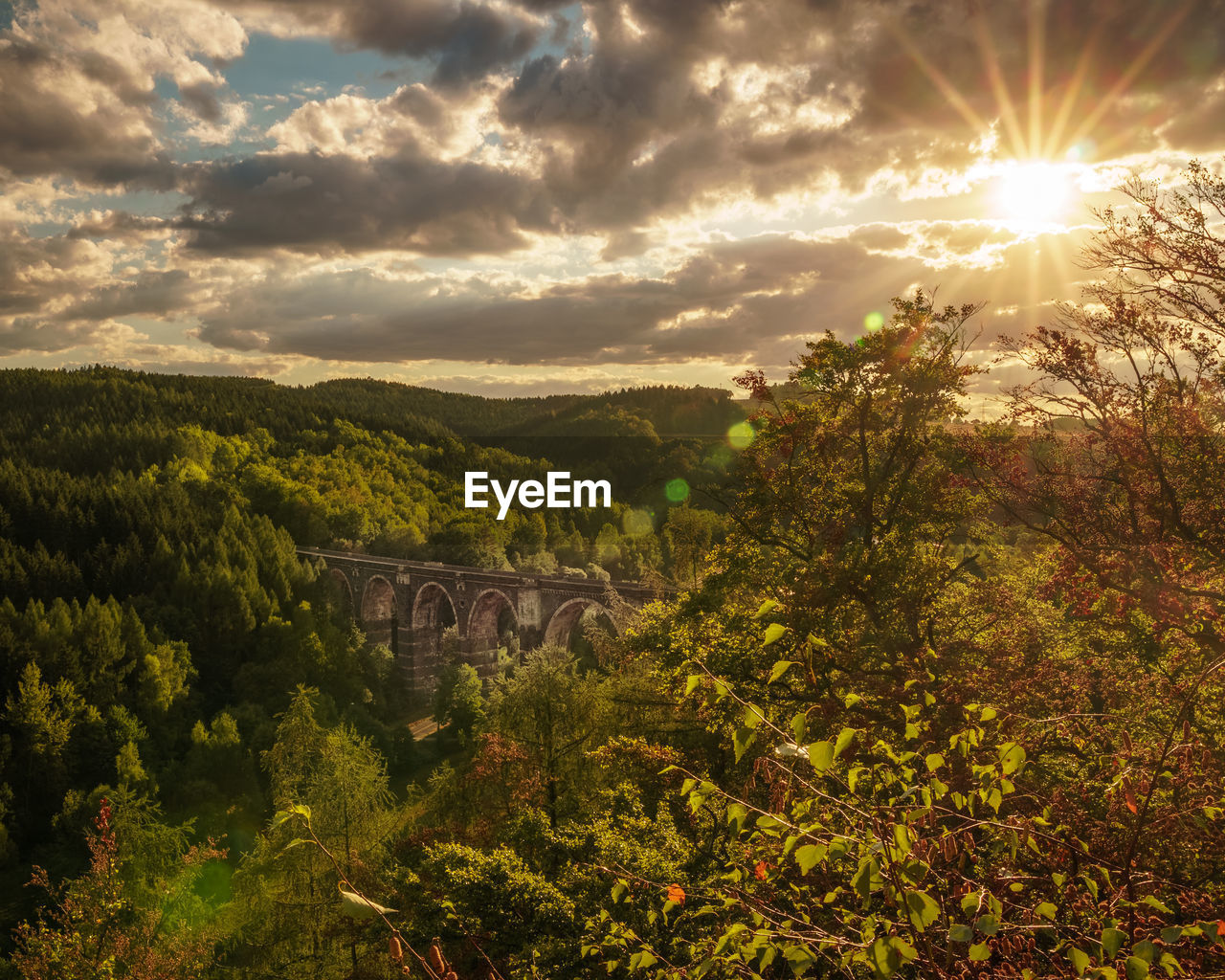 TREES AND PLANTS GROWING ON MOUNTAIN AGAINST SKY