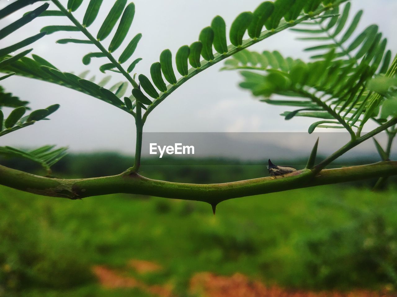 CLOSE-UP OF GREEN LEAVES