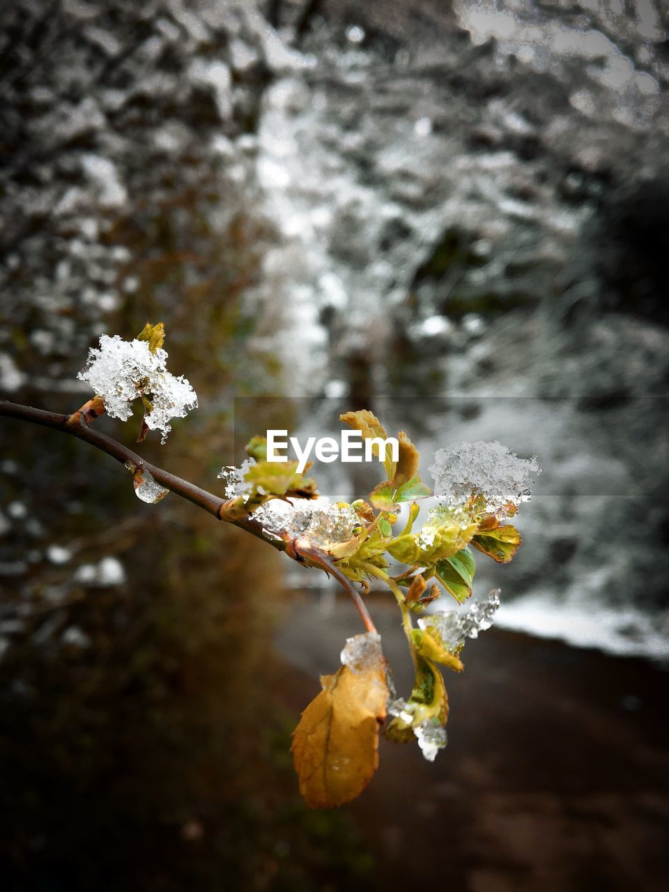 CLOSE-UP OF FRESH WHITE FLOWER TREE DURING WINTER