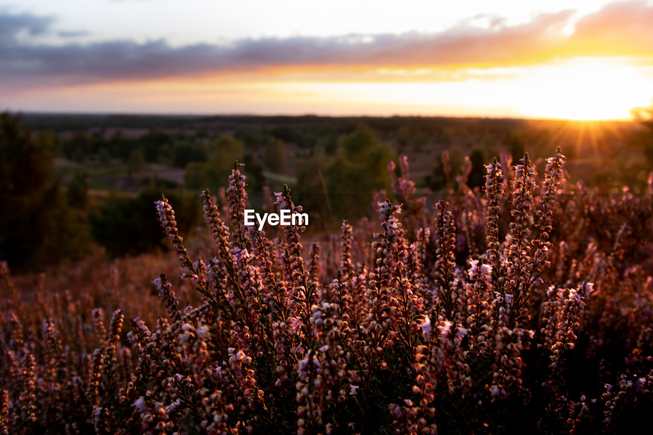 Purple flowering plants on field against sky during sunset