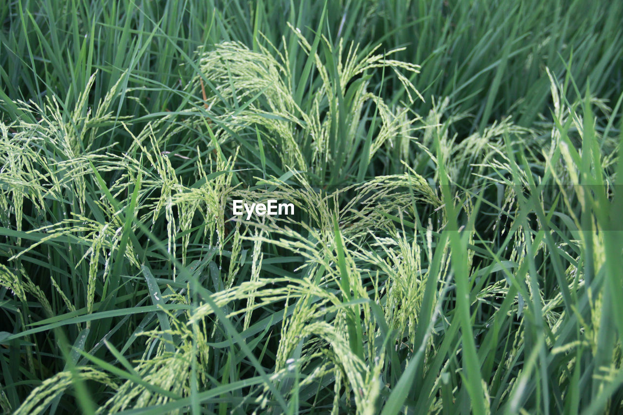 Full frame shot of crops growing on field