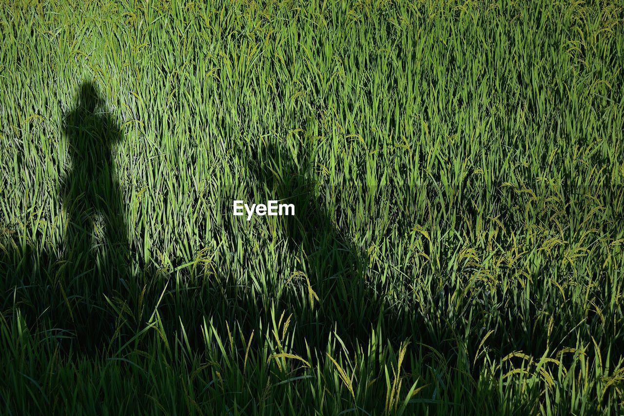 HIGH ANGLE VIEW OF WHEAT FIELD