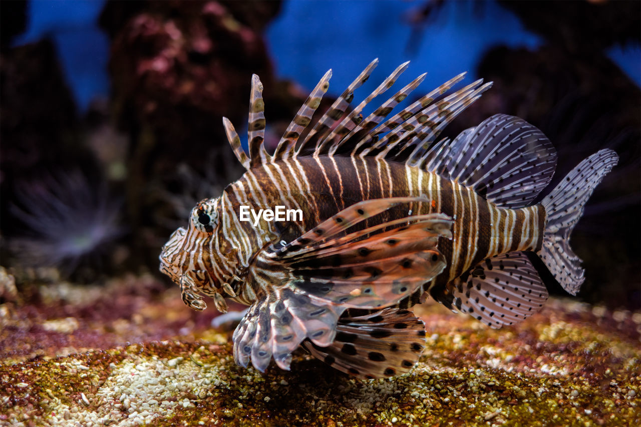 Red lionfish pterois volitans fish underwater