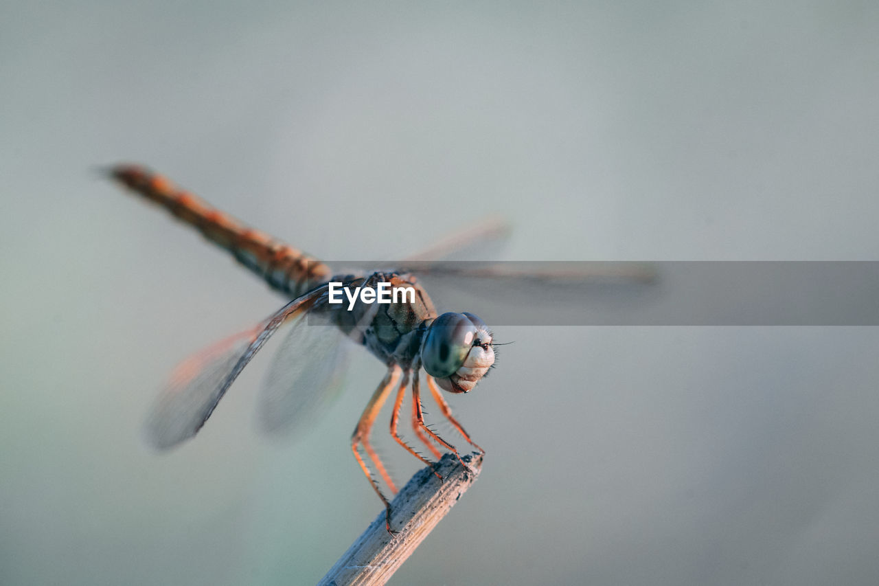 Close-up of dragonfly perching on stick