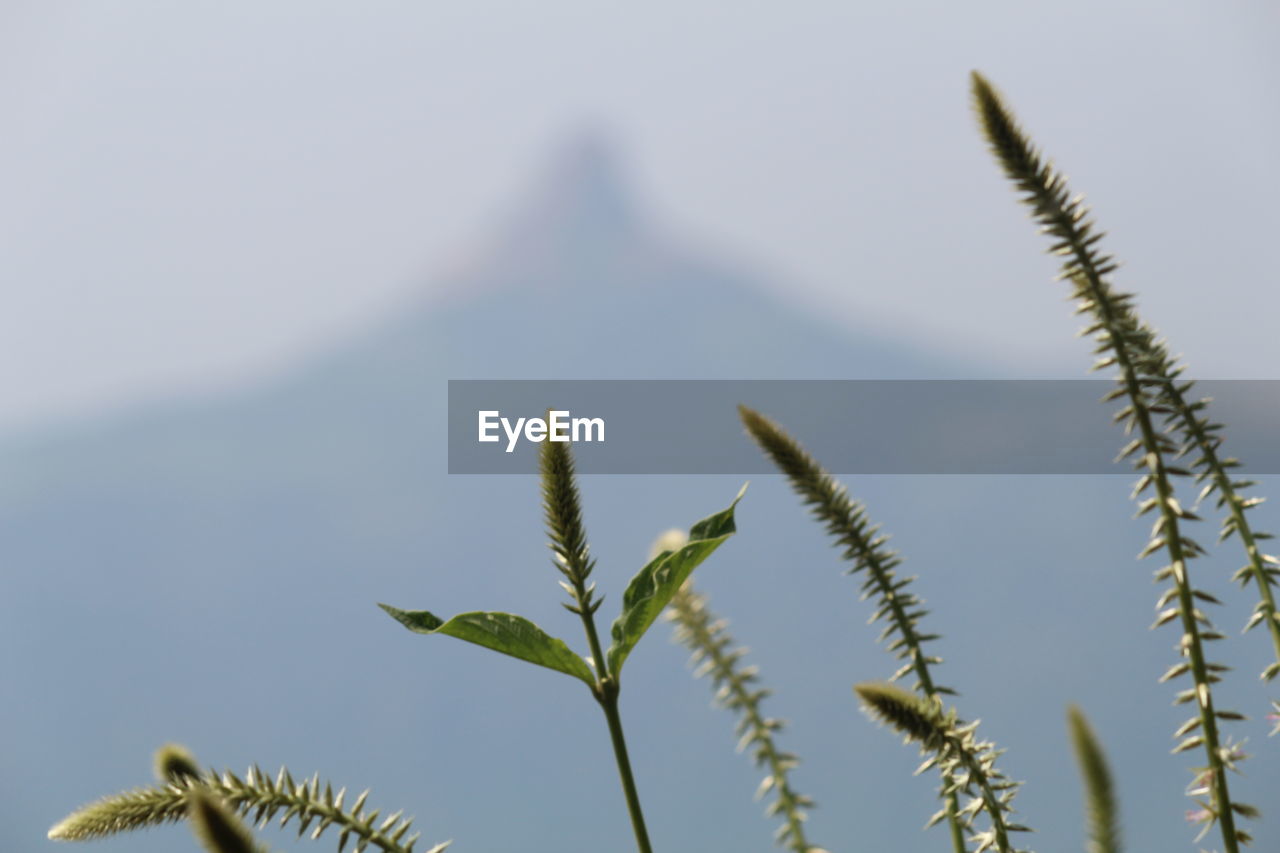 Low angle view of plants against sky