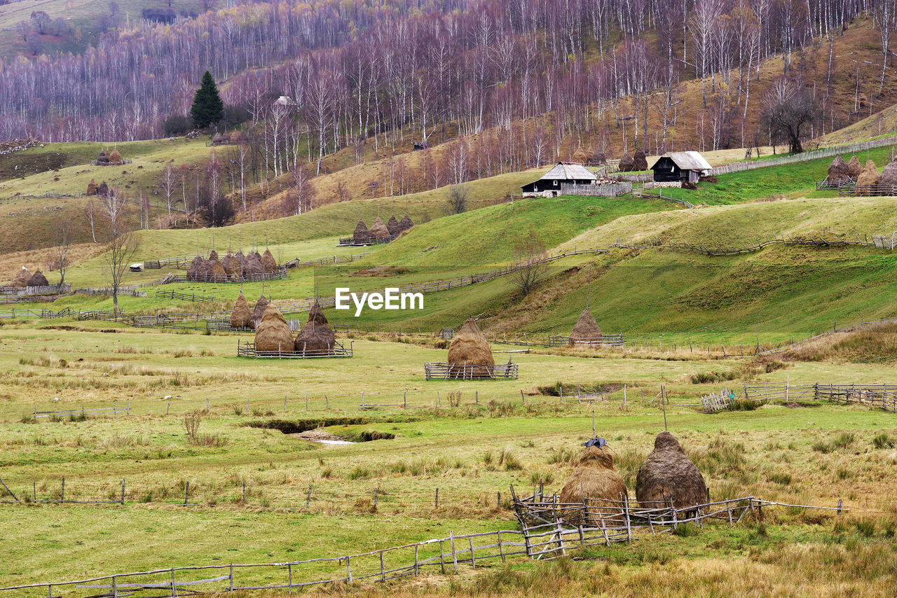 Scenic view of agricultural field