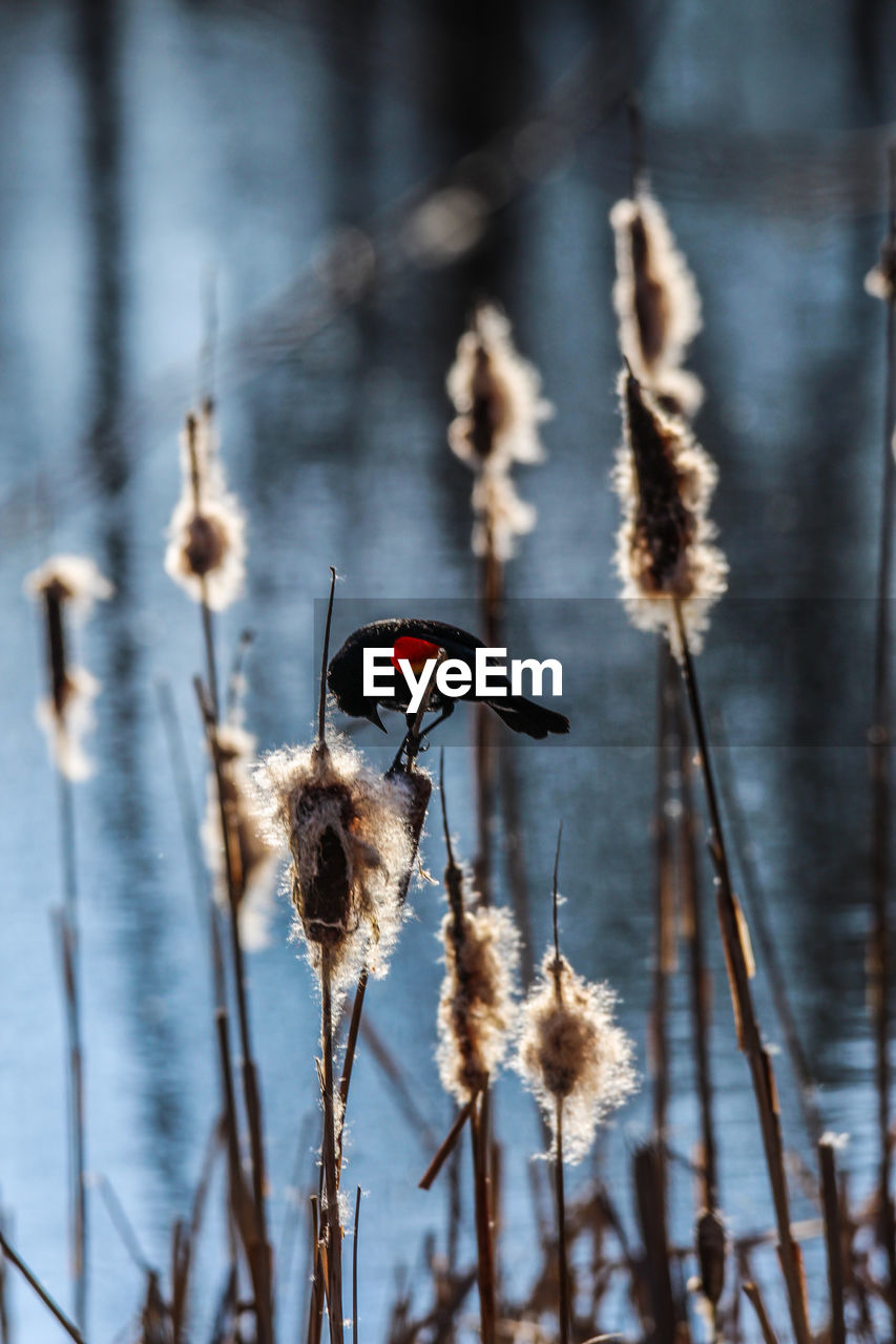 nature, winter, plant, focus on foreground, close-up, no people, flower, beauty in nature, animal, day, animal wildlife, branch, animal themes, leaf, macro photography, wildlife, plant stem, spring, outdoors, autumn, reflection, bird, selective focus, insect, growth, dry, one animal, cattail, twig