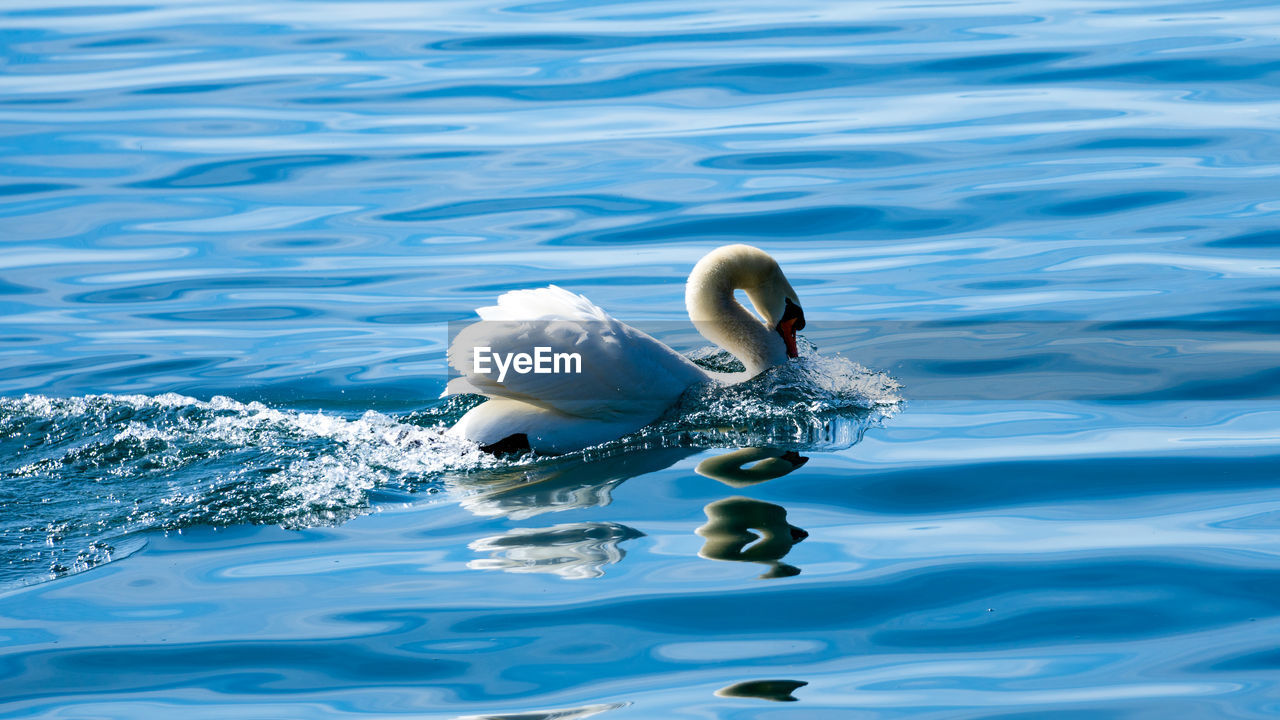 High angle view of swans swimming in lake