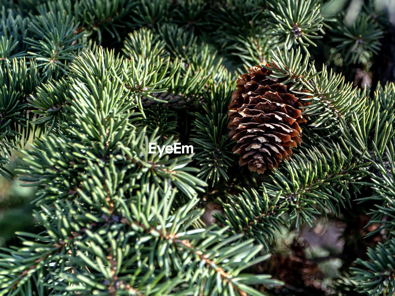 Pine cones on tree