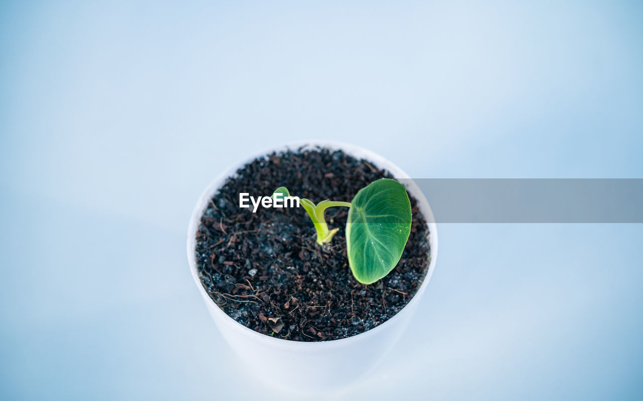 CLOSE-UP OF SMALL POTTED PLANT AGAINST WHITE WALL