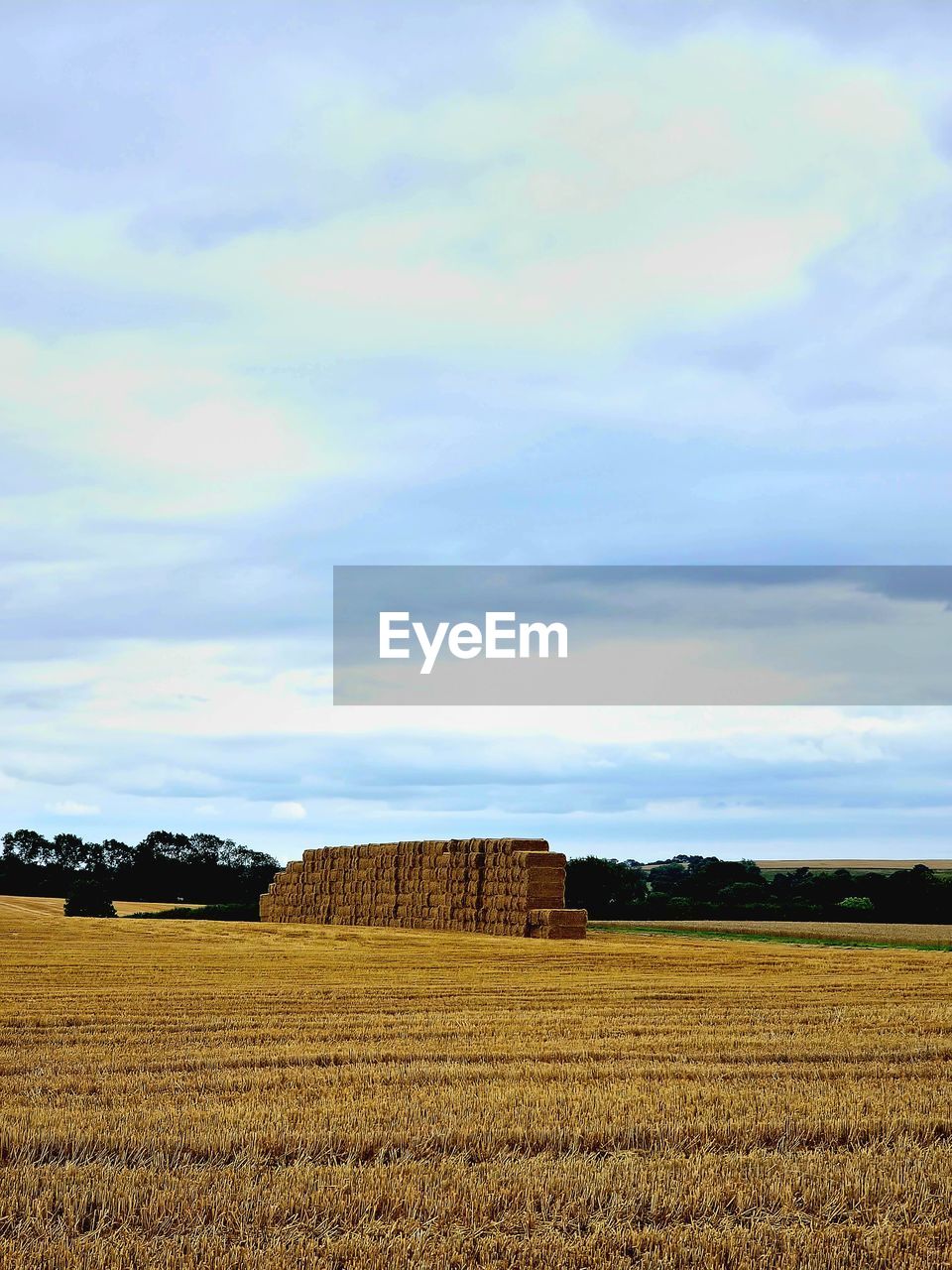 landscape, field, agriculture, land, sky, rural scene, cloud, environment, farm, hay, plant, horizon, nature, scenics - nature, bale, tranquil scene, plain, tranquility, beauty in nature, crop, prairie, no people, growth, day, cereal plant, grassland, rural area, soil, harvesting, idyllic, outdoors, harvest, food, non-urban scene