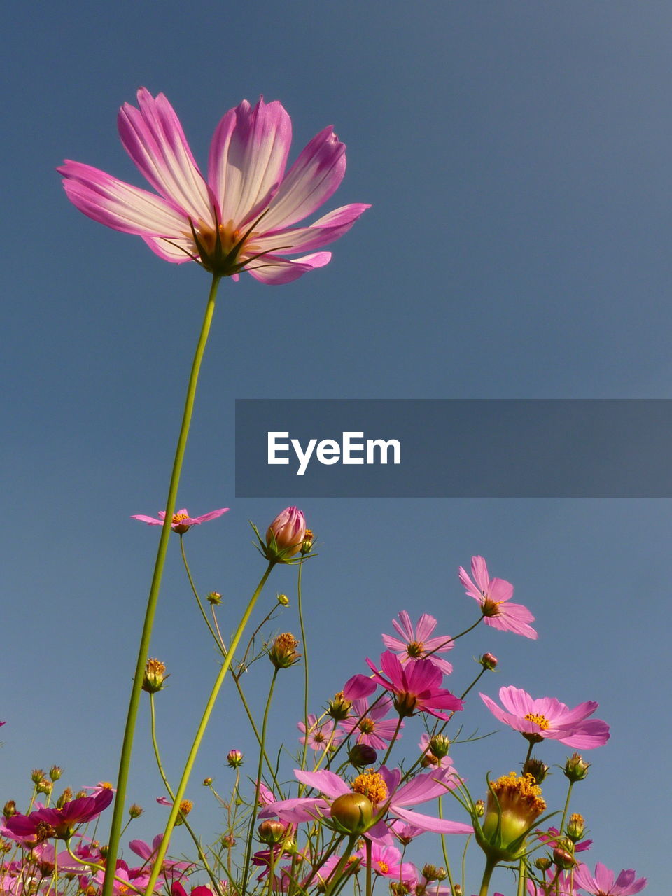Low angle view of pink cosmos flowers against sky