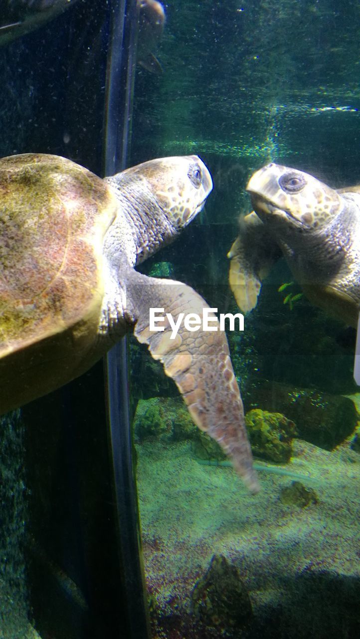 Underwater Water Sea Life Animal Themes Animal Wildlife Swimming Aquarium Turtle Scarborough Sealife Centre Swimming Animals In The Wild Reflection Reflecting The Week On EyeEm