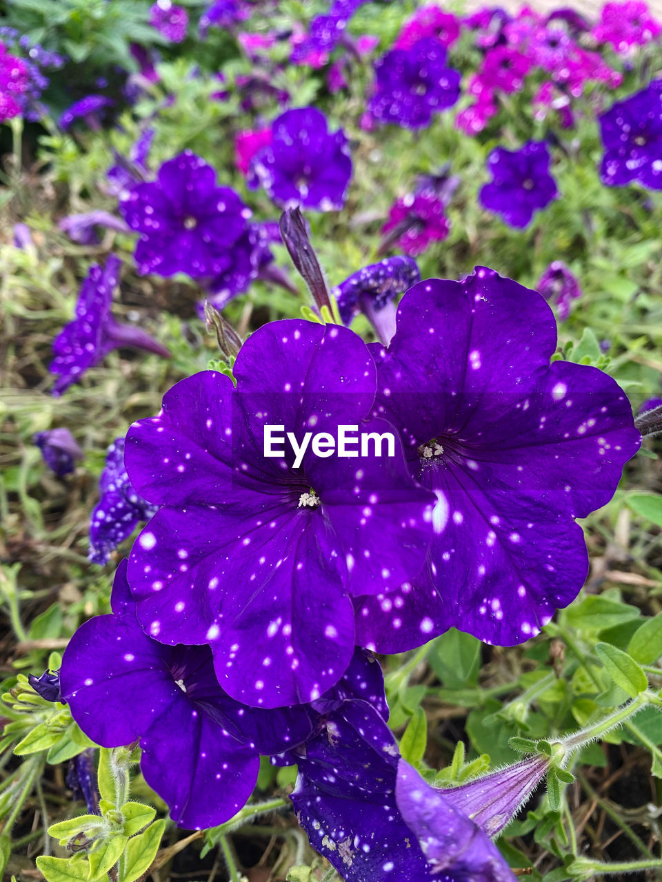 plant, flowering plant, flower, freshness, growth, beauty in nature, purple, fragility, petal, close-up, inflorescence, flower head, nature, day, no people, wildflower, focus on foreground, field, drop, botany, land, outdoors, wet, blossom, high angle view, springtime