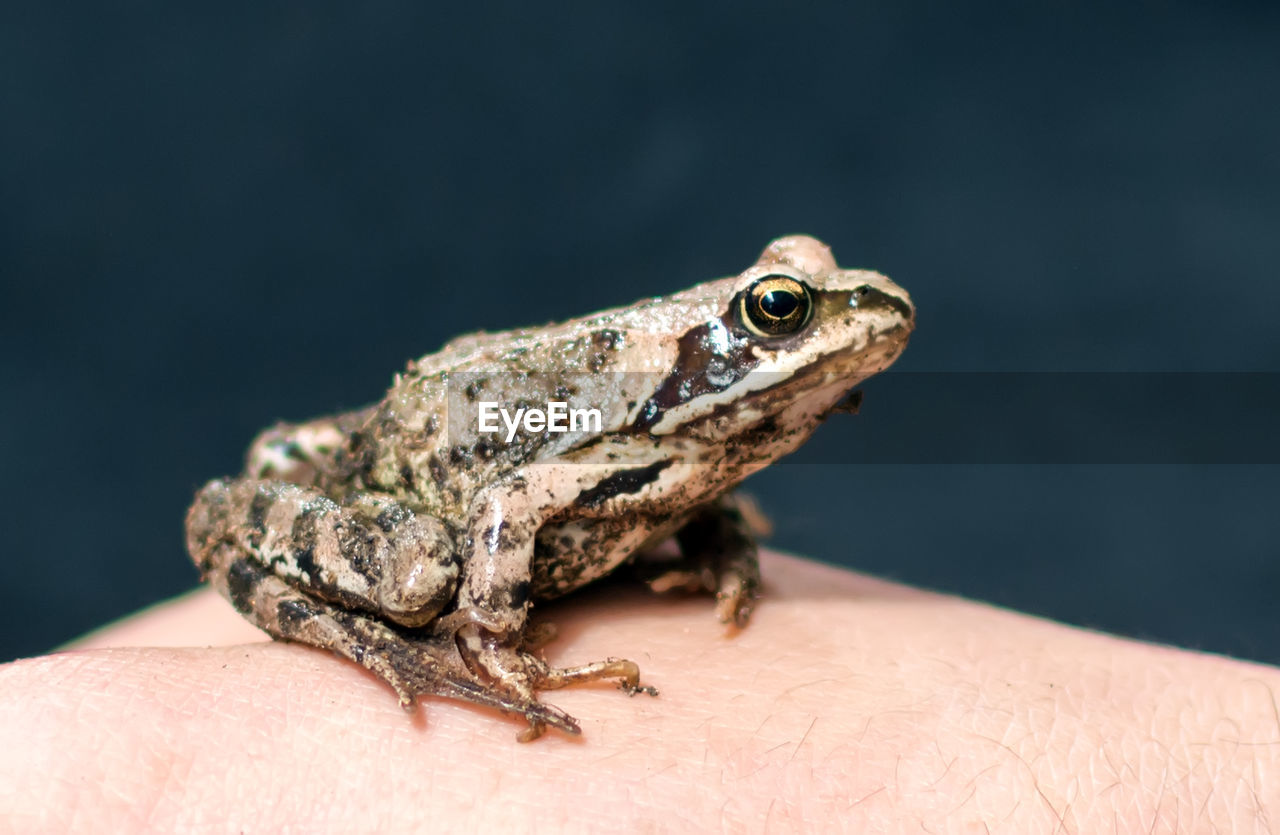 Slim, reddish-brown moor frog rana arvalis sitting on a man's hand