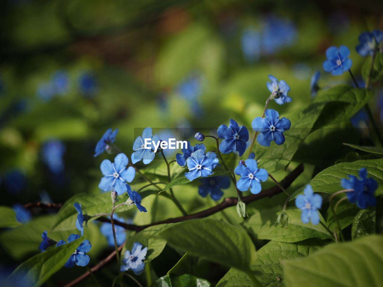 Close-up of purple flowers blooming outdoors