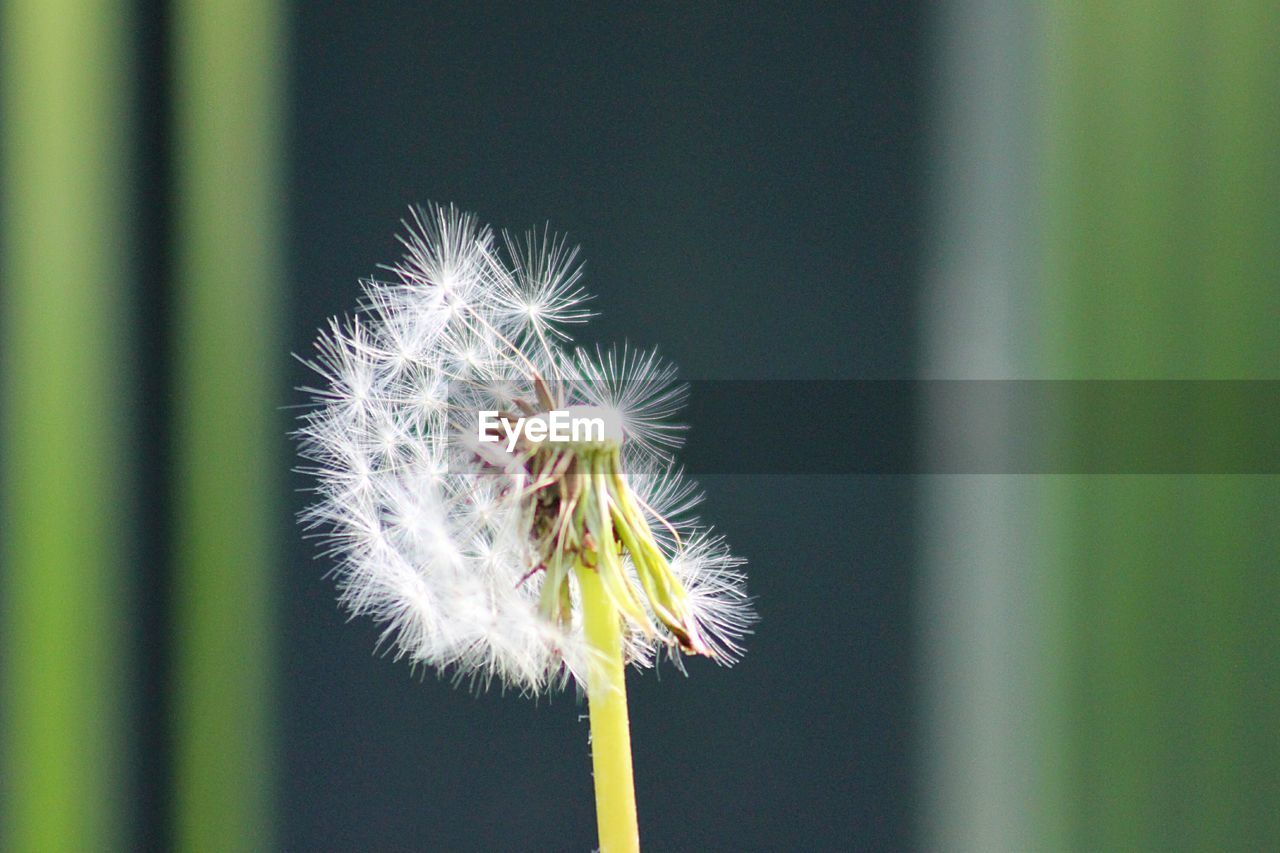 CLOSE-UP OF DANDELION FLOWERS