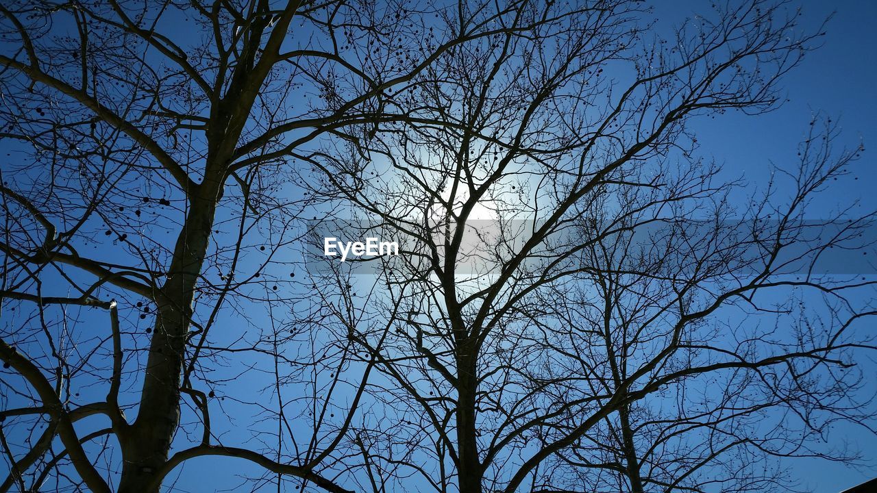 LOW ANGLE VIEW OF BARE TREE AGAINST SKY